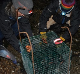 Farallon Volunteers with Mussel Cage